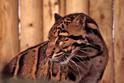 CloudedLeopard1